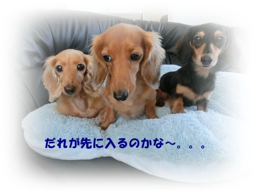 CIMG4615-20121016.jpg