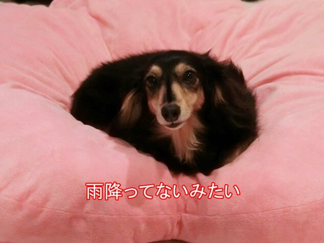 CIMG7618