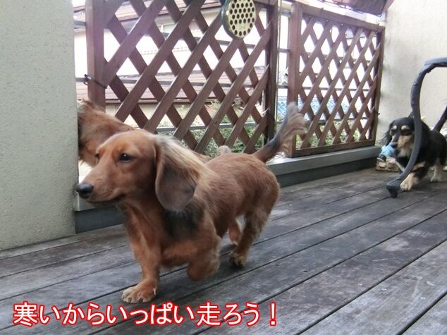 なかなか増えない体重 ミニチュアダックスと遊ぼ