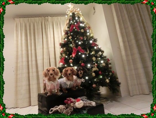 CIMG8139-20121215.jpg