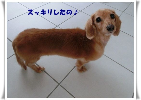 CIMG8318-20121223.jpg