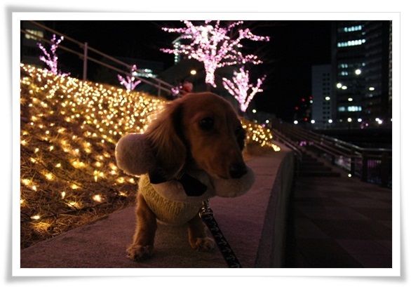 IMG_4624-20121217.jpg