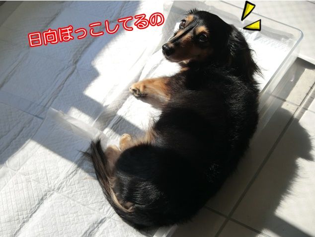 CIMG6455