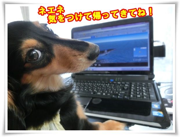 CIMG4110-20130930.jpg