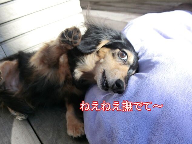 CIMG8498