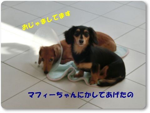 CIMG0278.jpg