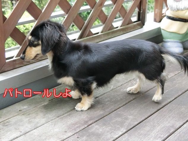 メリはまだまだ 優しすぎるミルカ ミニチュアダックスと遊ぼ Powered By ライブドアブログ