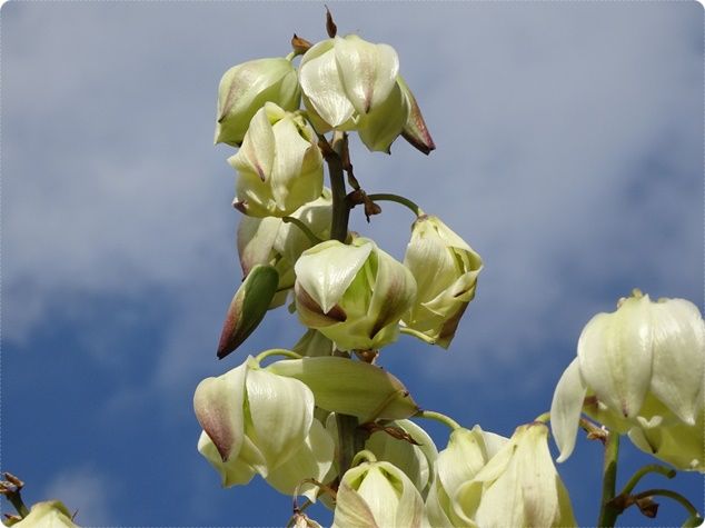 5a
