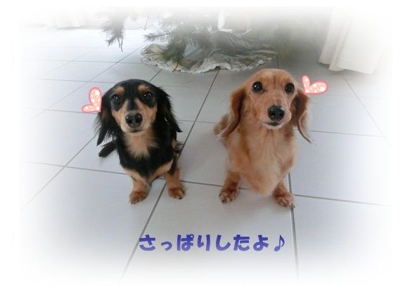 CIMG8329-20121223.jpg