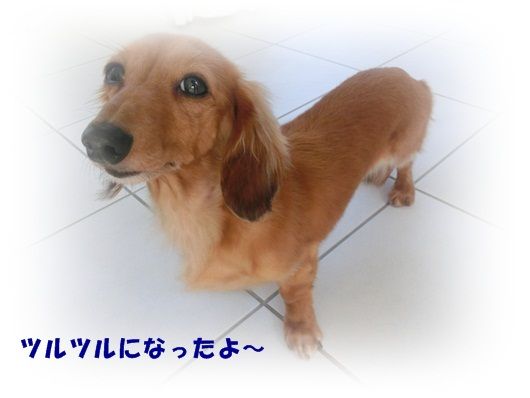 CIMG4699-20121016.jpg