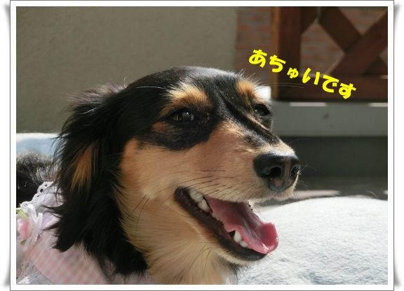 CIMG5070-20130514.jpg