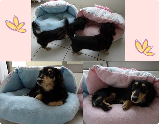 アンモナイト3つ ミニチュアダックスと遊ぼ