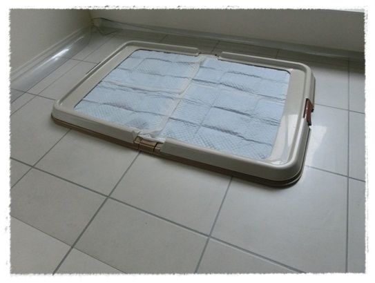 CIMG6426-20121208.jpg