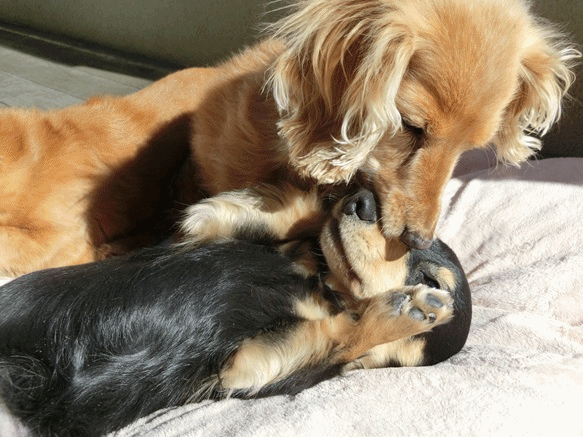 anigif_20150214202610adf.gif