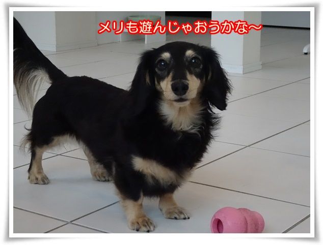 ポーカーフェイスのメリアが笑った ミニチュアダックスと遊ぼ Powered By ライブドアブログ ポーカーフェイスのメリアが笑った ミニチュアダックスと遊ぼ Powered By ライブドアブログ