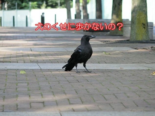 CIMG0960