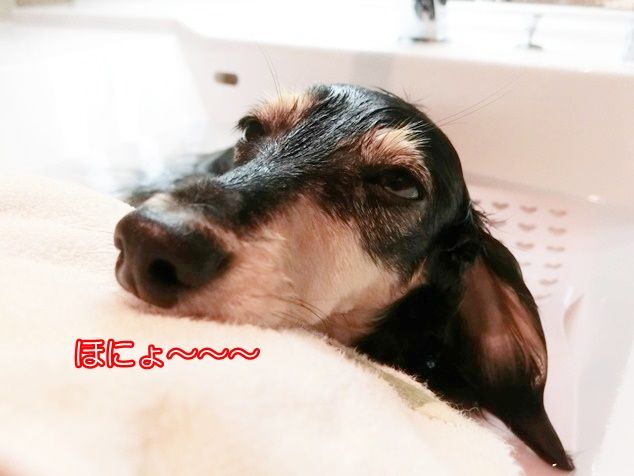 あご乗せ記念日 ミニチュアダックスと遊ぼ Powered By ライブドアブログ