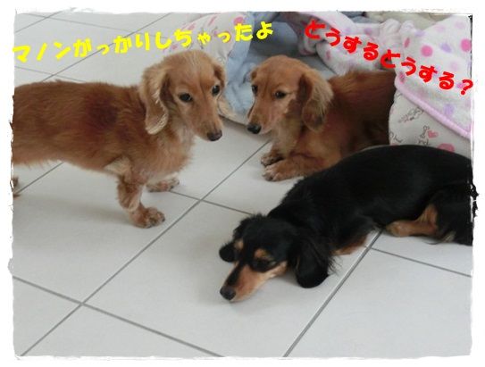 CIMG9660-20130122.jpg