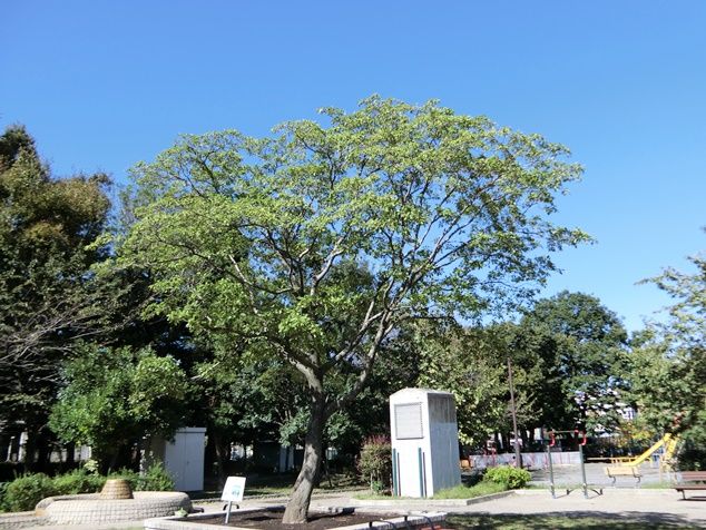 CIMG5220