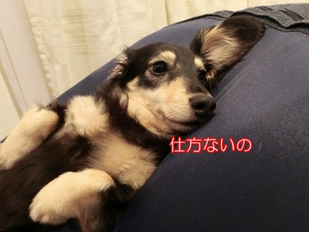 CIMG3785