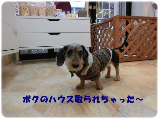 CIMG8818-20130107.jpg