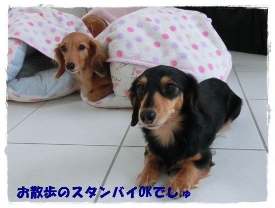 CIMG9632-20130122.jpg