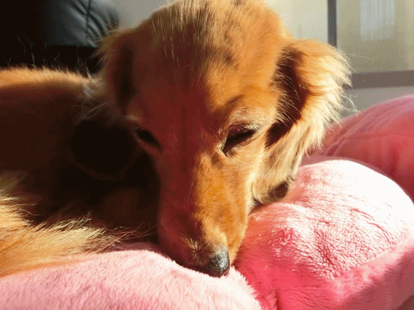 anigif_201510191946223ac.gif