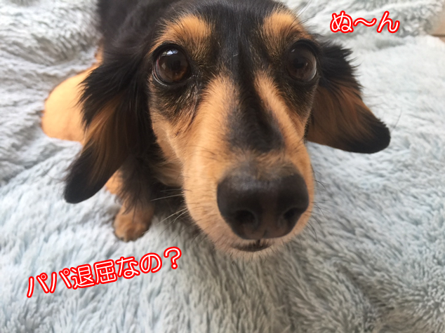 と ミニチュア 遊ぼ ダックス