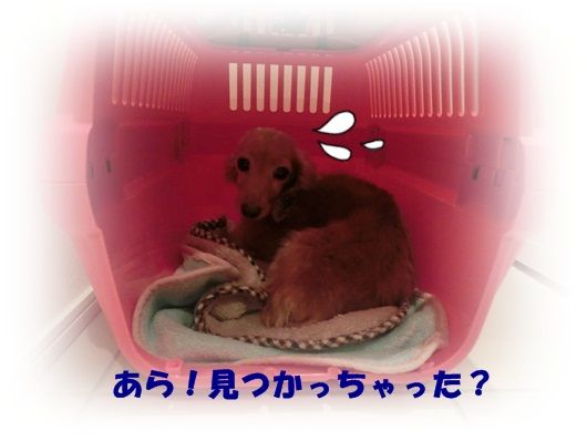 CIMG1153-20130220.jpg