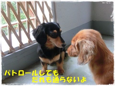 CIMG1102_20120817135054.jpg