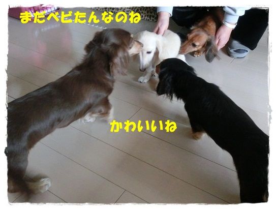 CIMG7152-20121202.jpg
