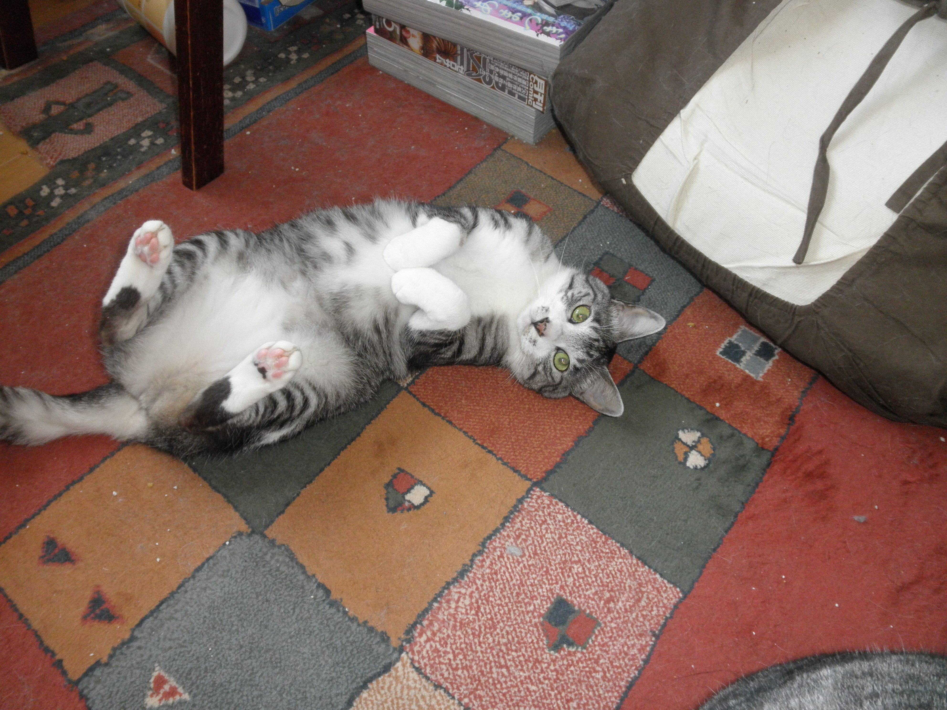 ぶぶたん 三度目 にゃんにゃんパニック 猫日和