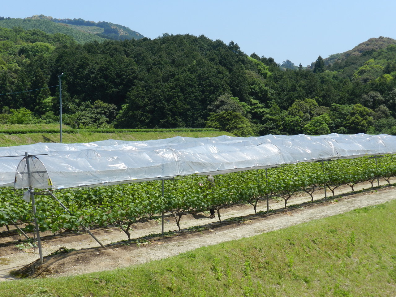 菊鹿町 小伏野のぶどう畑 My Favorites