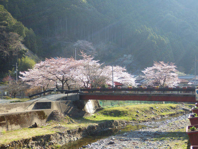 川上村桜カレンダー18 ちょっとよってんけぇ かわかみブログ 奈良県吉野郡川上村