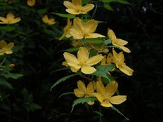 ヤマブキ (5)