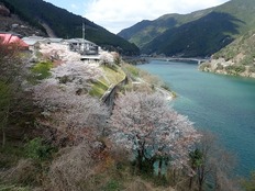 ソメイヨシノ (6)