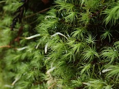 Eocronartium muscicola