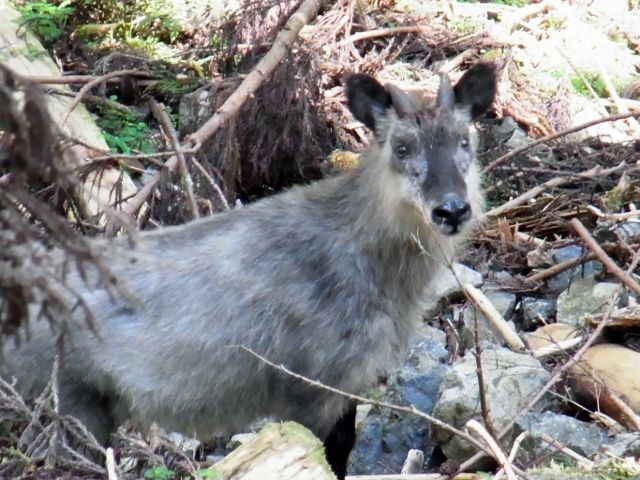 ニホンカモシカに出会った ちょっとよってんけぇ かわかみブログ 奈良県吉野郡川上村