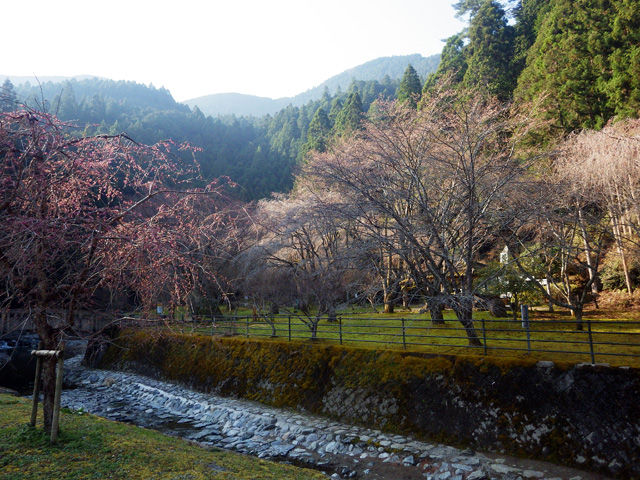 川上村桜カレンダー18 ちょっとよってんけぇ かわかみブログ 奈良県吉野郡川上村