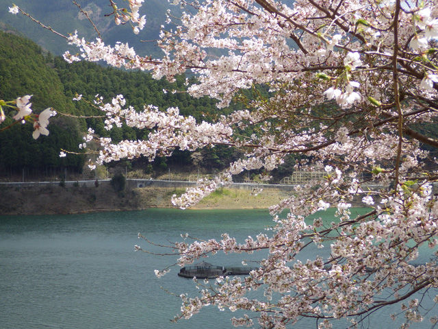 川上村迫周辺の桜 4月13日 ちょっとよってんけぇ かわかみブログ 奈良県吉野郡川上村