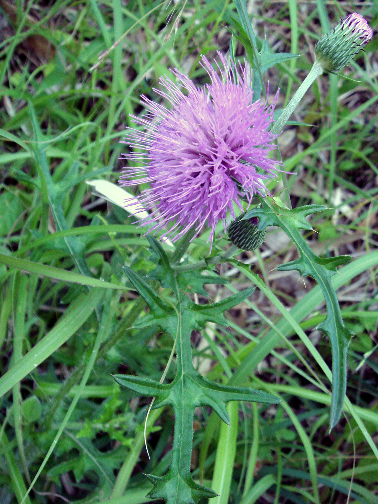 道端の草花 ちょっとよってんけぇ かわかみブログ 奈良県吉野郡川上村