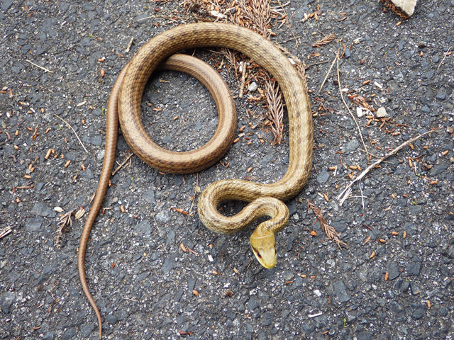 マムシ登場 : ちょっとよってんけぇ～！かわかみブログ ─ 奈良県吉野