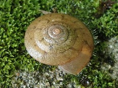 ケマイマイ