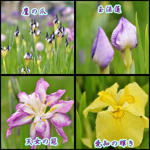 イメージ 10