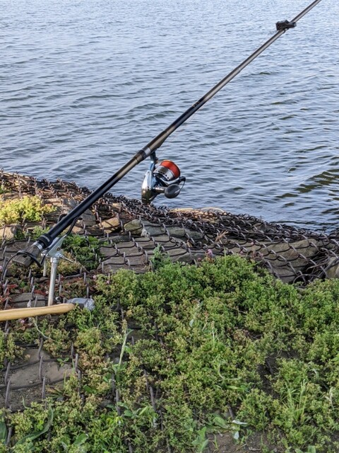 鯉釣り 再始動 鯉焦がれ 来る魚 拒まず 鯉釣り 再始動 鯉焦がれ 来る魚 拒まず
