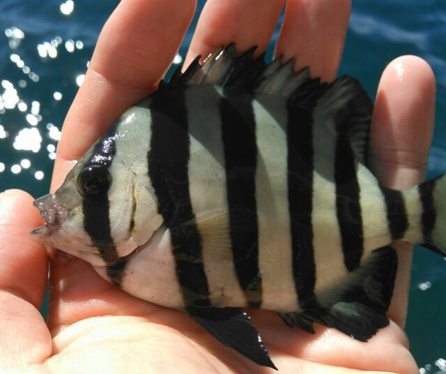 荒れる海と カワハギ 石鯛の子供 他 鯉焦がれ 来る魚 拒まず