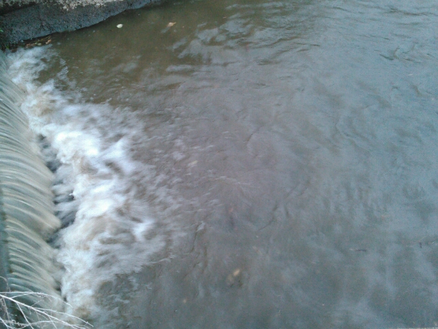 小雨の中でナマズ釣り 鯉焦がれ 来る魚 拒まず
