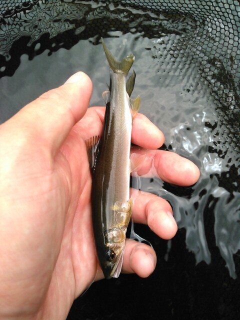 晩秋の水槽 アユ ウナギ モクズガニ 鯉焦がれ 来る魚 拒まず 晩秋の水槽 アユ ウナギ モクズガニ 鯉焦がれ 来る魚 拒まず