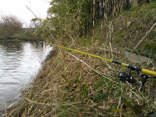 のべ竿で大型似鯉と対決 鯉焦がれ 来る魚 拒まず