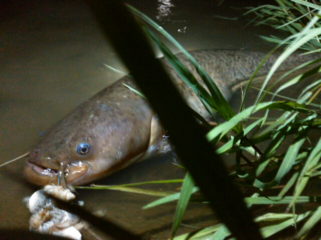 小雨の中でナマズ釣り 鯉焦がれ 来る魚 拒まず